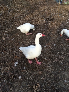 Here is a spring goose, part of a gander